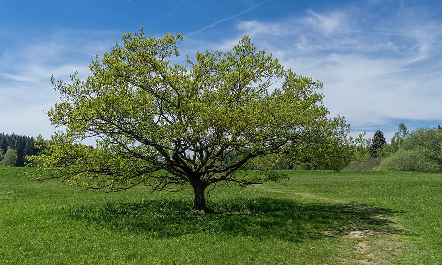tauchenweiler, walker meadows, tree, summer, grass clouds, shadow HD wallpaper