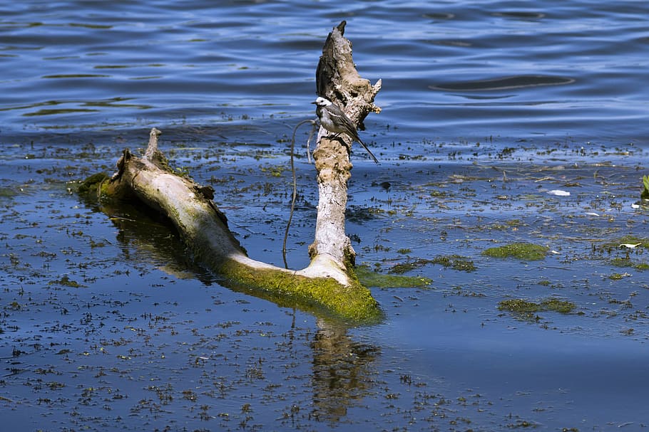 bird, lake, river, water, snagit, branch, moss, blue, wave HD wallpaper