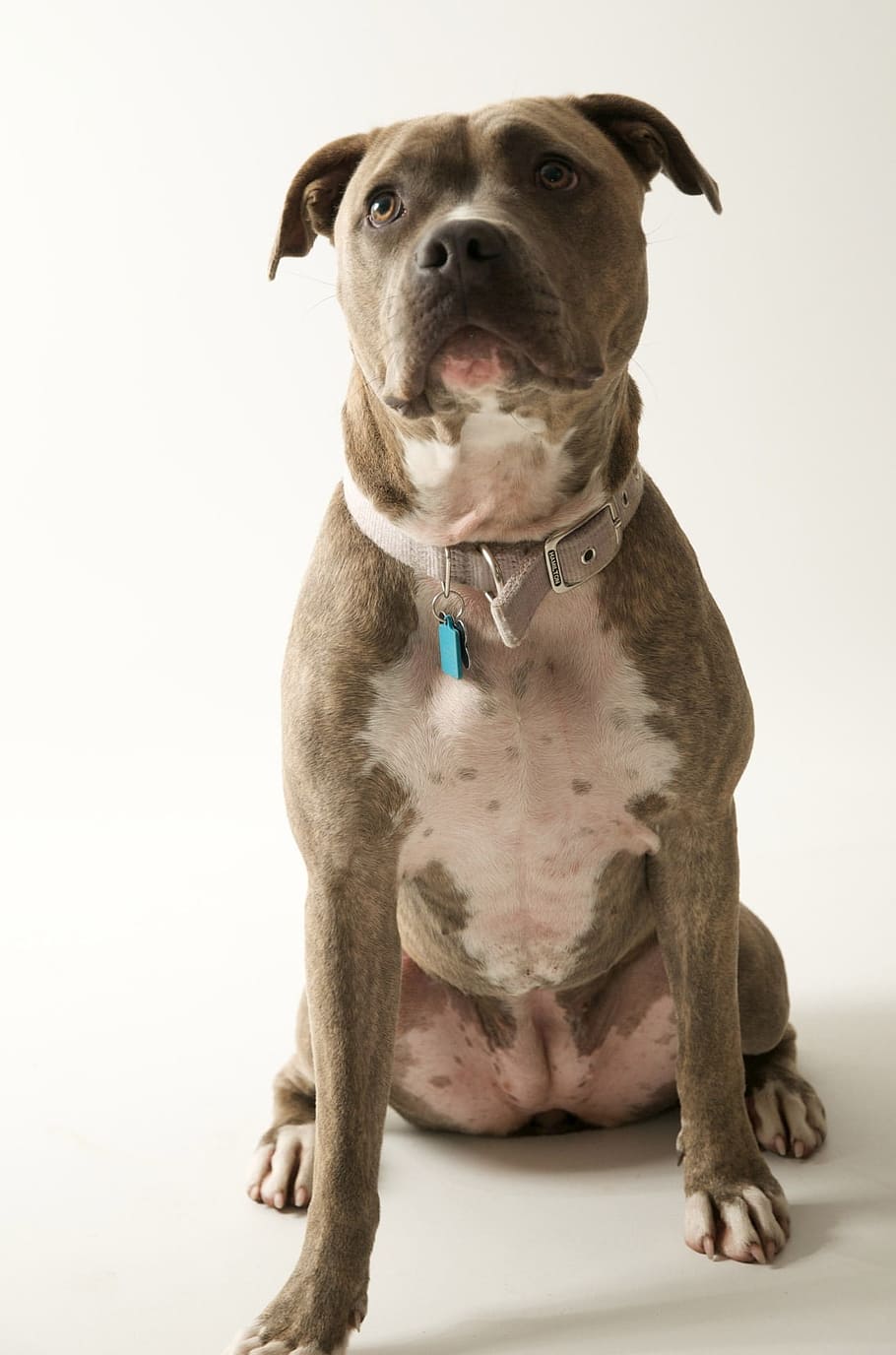 adult brown and white American pit bull terrier sitting, pitbull