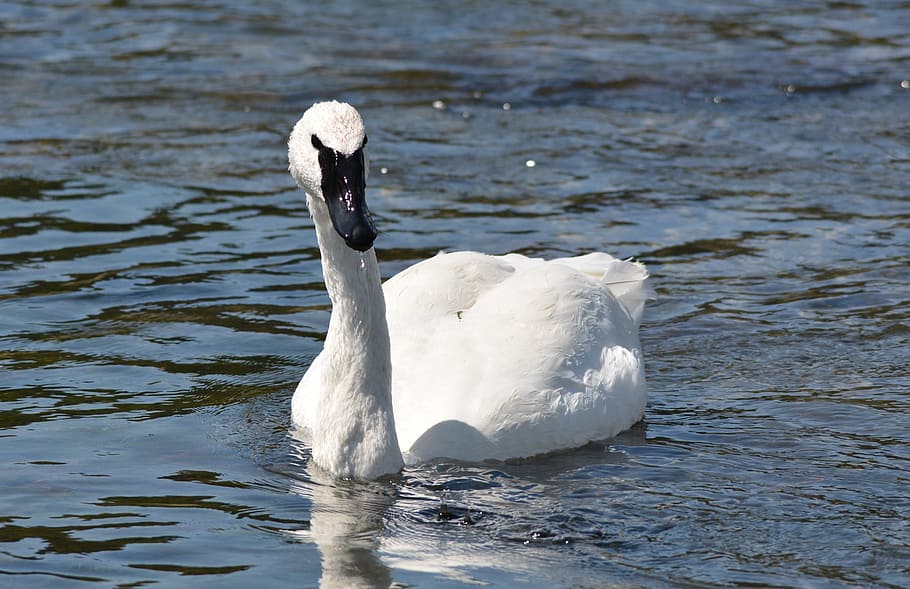 Swan, White, River, Bird, Beautiful, feathers, water, yellowstone HD wallpaper