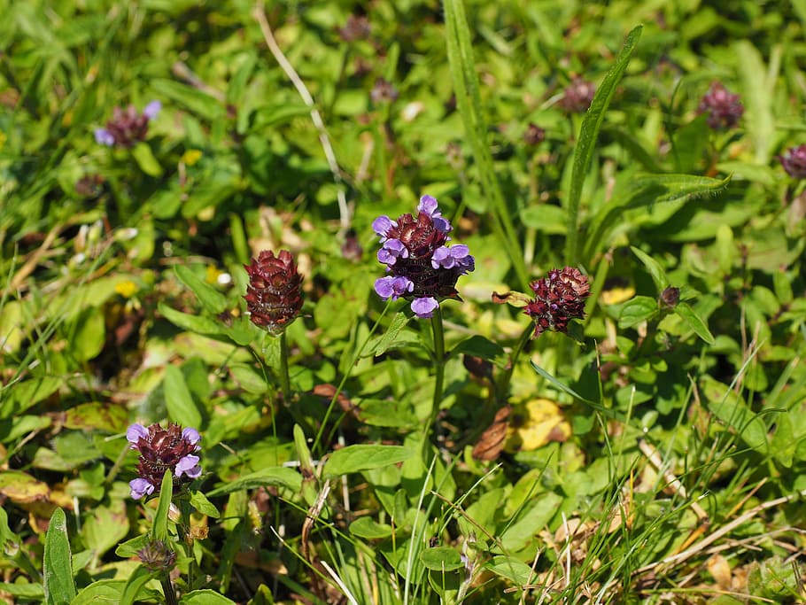 small accentor, flower, blossom, bloom, purple, violet, reddish HD wallpaper