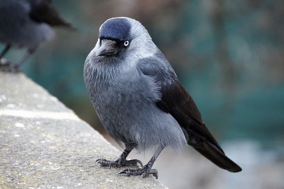gray and brown bird on stone, jackdaw, feathers beak, sitting HD wallpaper