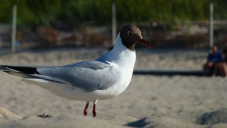 flock, sand, nature, beach, bird, animal, animal themes, animal wildlife HD wallpaper