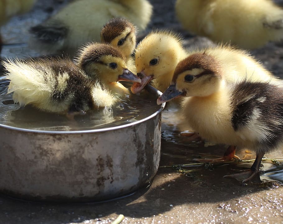 four yellow and black ducklings drinking water, fluffy, cute HD wallpaper