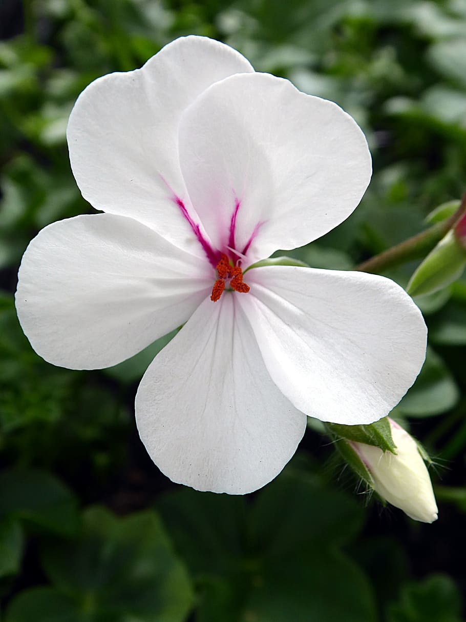 geranium, pelargonium, flower, white, pink, géraniacées, summer HD wallpaper