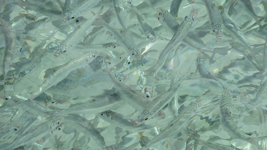 School, Fish, Underwater, Tropical, sea, nature, aquatic, shoal HD wallpaper