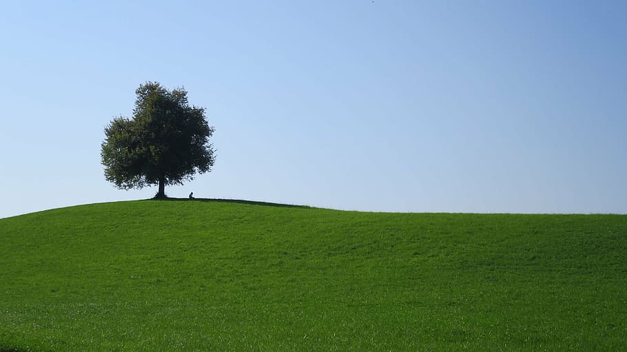 green leafed tree under blue clouds, hill, switzerland, landscape HD wallpaper