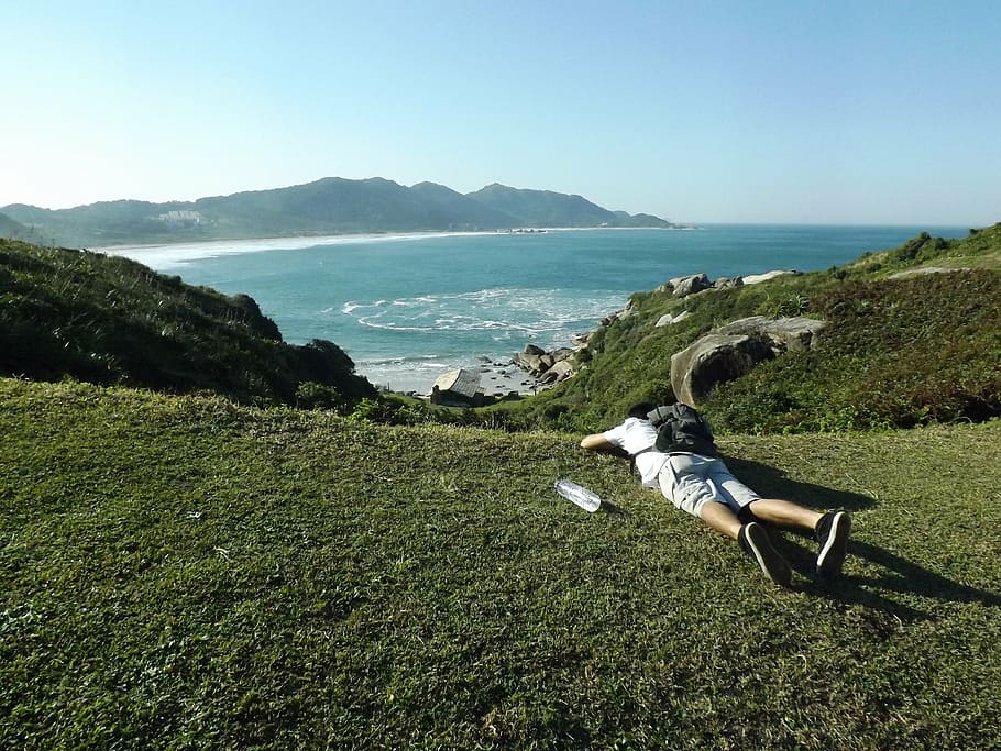 florianópolis, santa catarina, brazil, one animal, pets, domestic