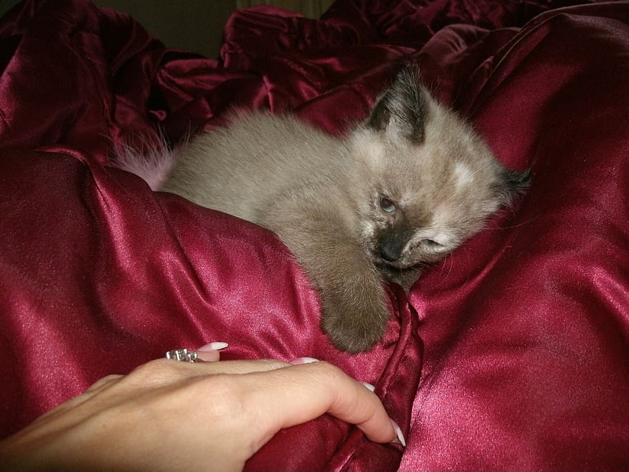 Siamese, Kitten, Cat, Baby, Animal, Cute, feline, pet, small HD wallpaper