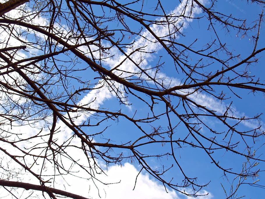 Sky, Tree, Plane, bare tree, blue, branch, nature, low angle view HD wallpaper