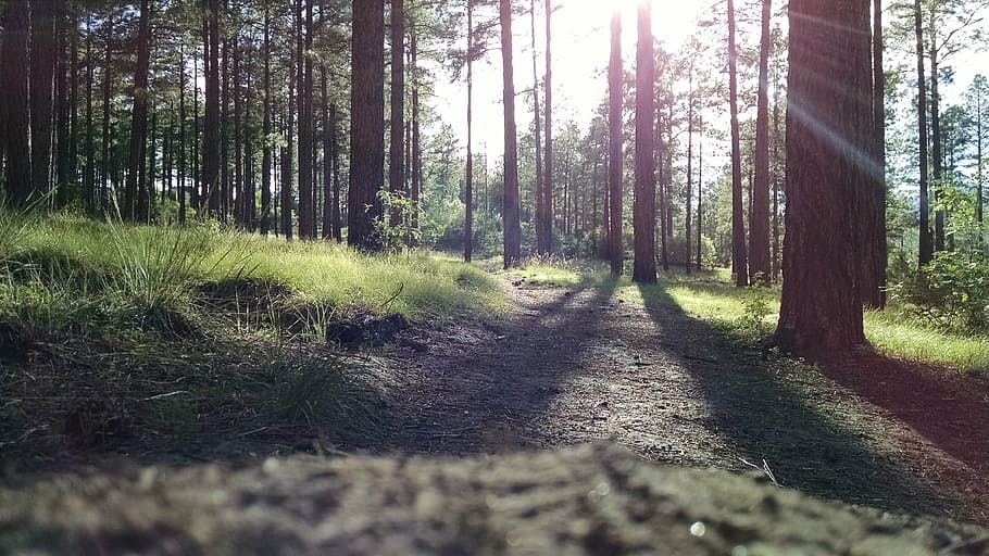 environment, flora, foliage, forest, grass, landscape, leaves HD wallpaper