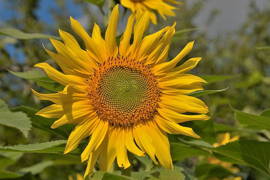 sunflower, target, bright, yellow, summer, flowering plant HD wallpaper