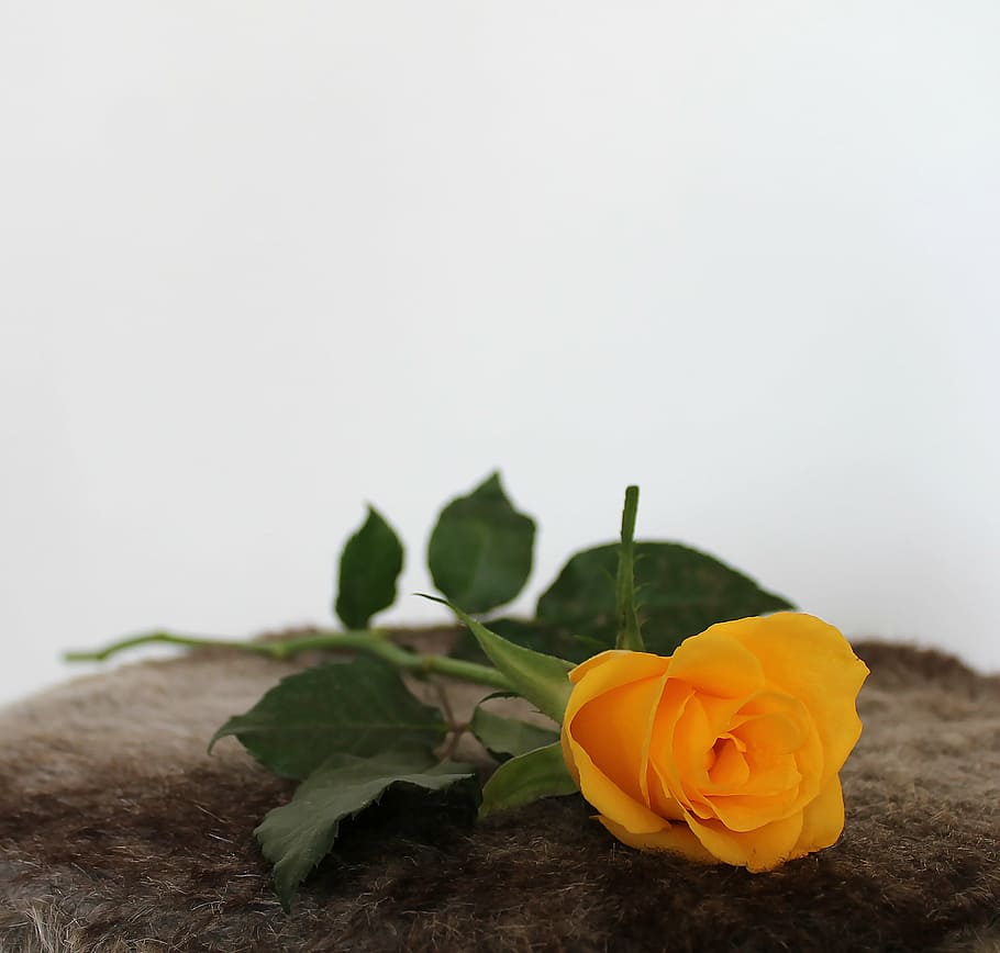 rose, yellow, flowers, table decorations, background, beautiful HD wallpaper
