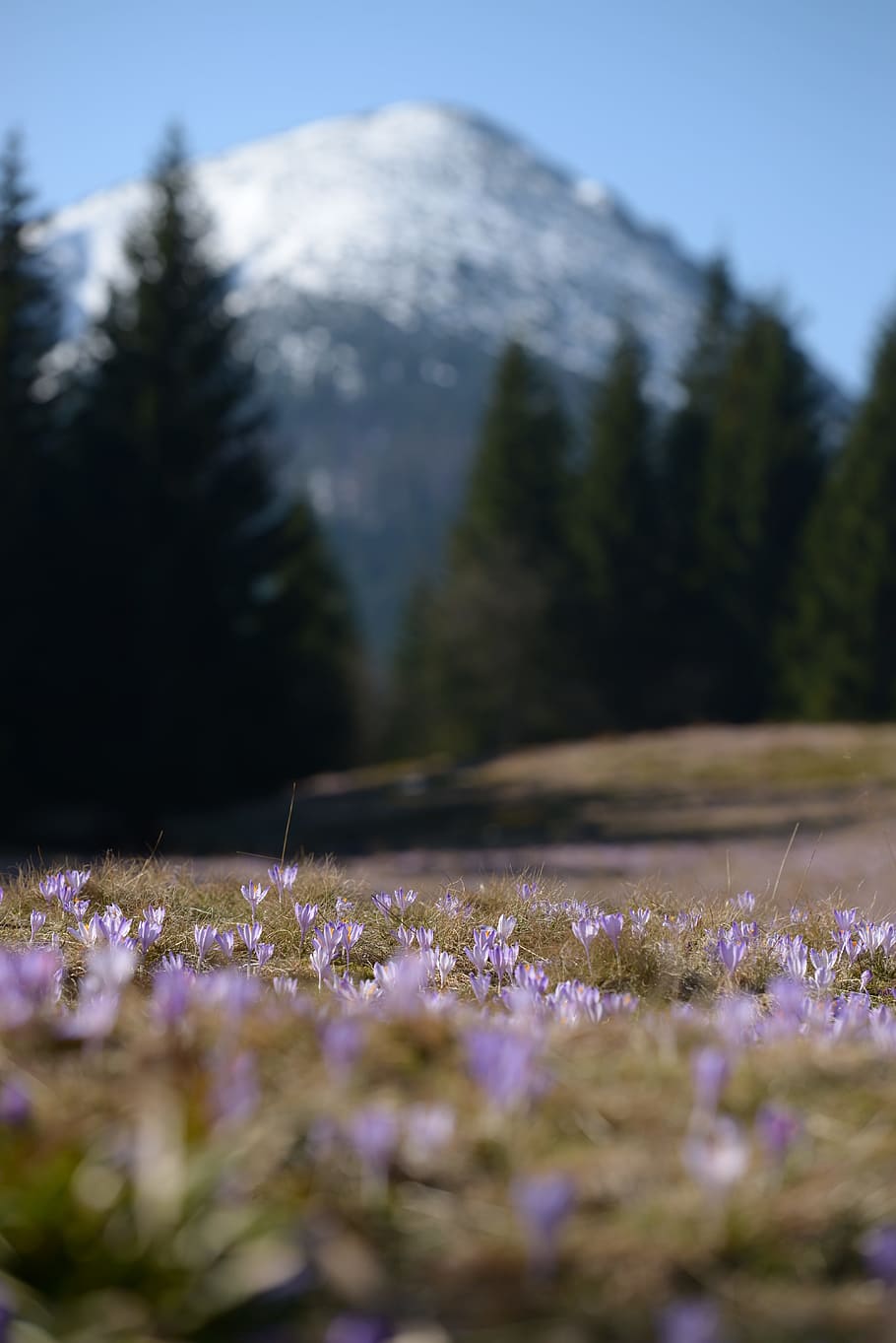 Mountains, Crocus, Spring, Meadow, Tatry, polyana, nature, violet HD wallpaper