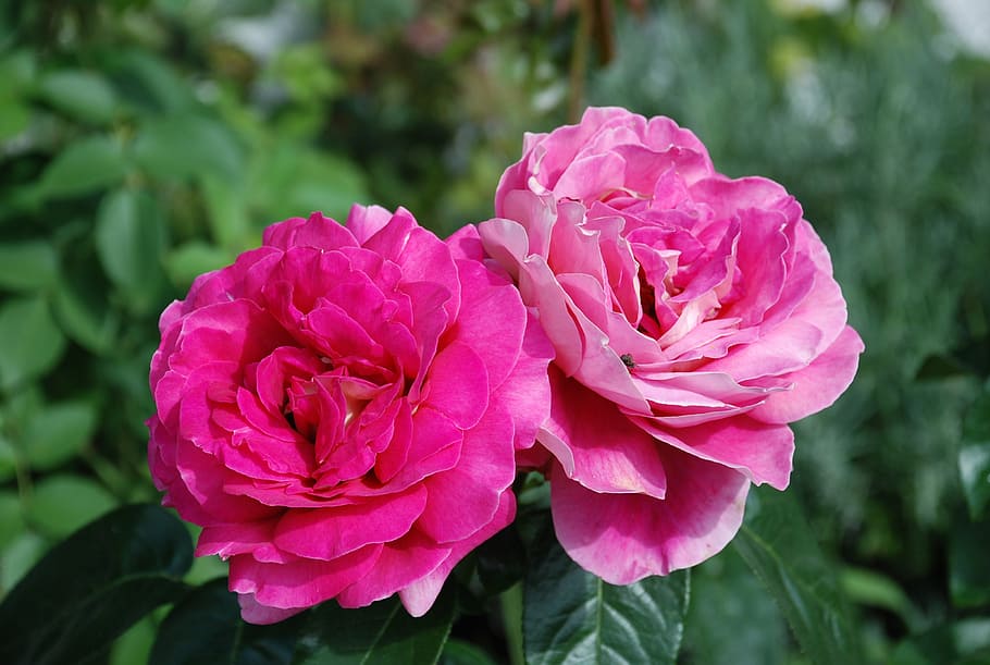 rose, flower, pink, closeup, nature, garden, summer, flowering plant HD wallpaper