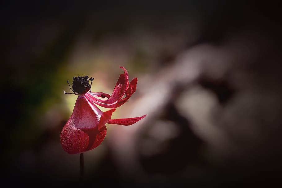 shallow focus photography of pink flower, withered, anemone HD wallpaper