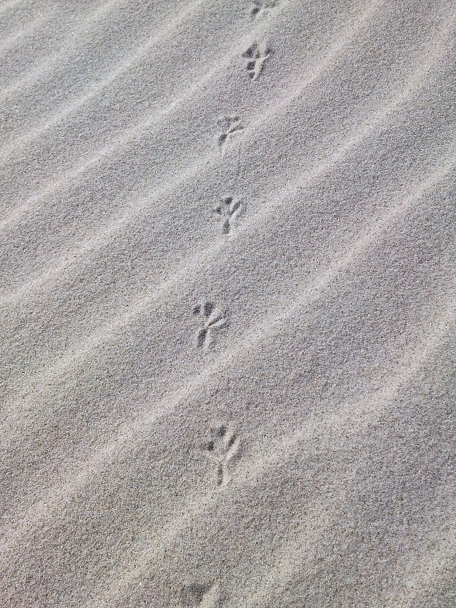 traces, sand, beach, dune, bird, the baltic sea, imprint, poland HD wallpaper