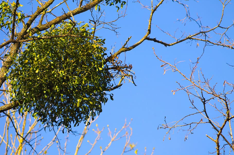 Gui, Nature, Tree, Parasite, Leaves, spring, blue, growth, branch HD wallpaper