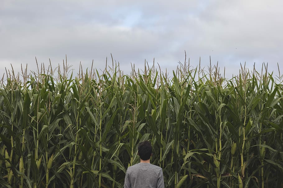 person standing and facing at corn field, black, gray, green HD wallpaper
