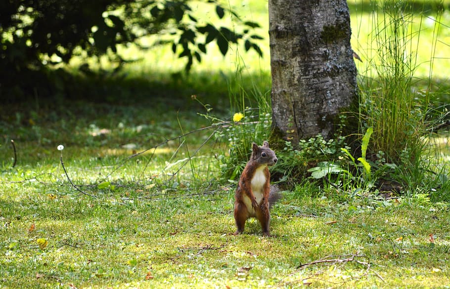 squirrel, nager, rodent, cute, nature, cheeky, animal, garden HD wallpaper