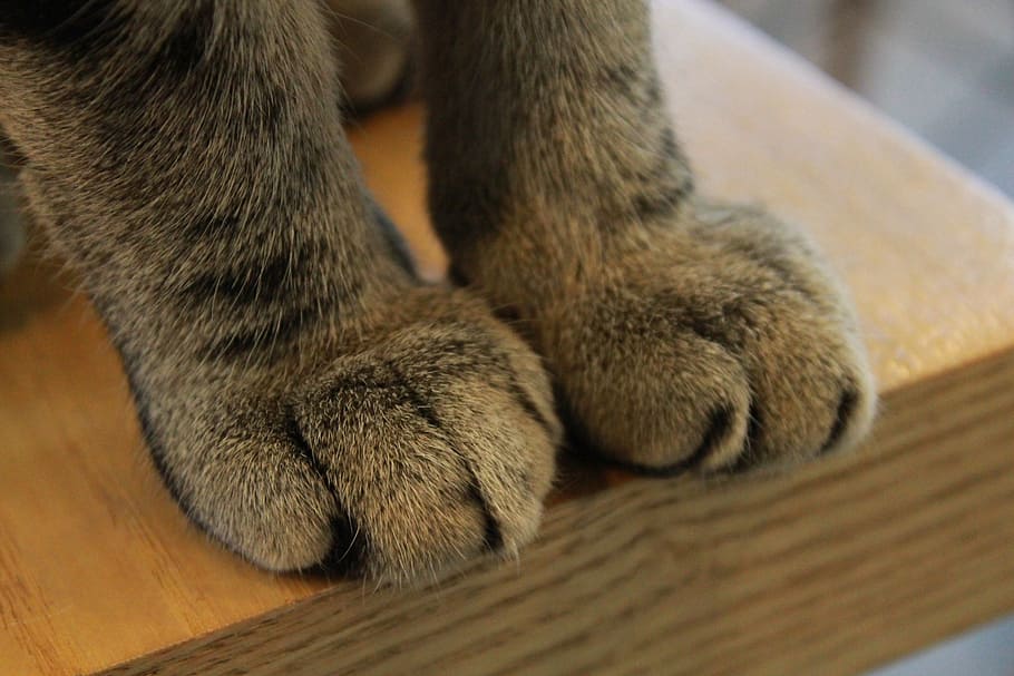 paws, cat, claw, paw, claws, feline, kitty, mammal, domestic, HD wallpaper