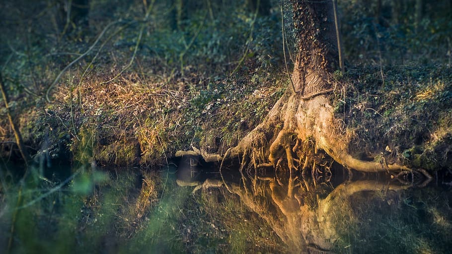 dreamy forest, sunlight, tree root, reflection, lake, river HD wallpaper