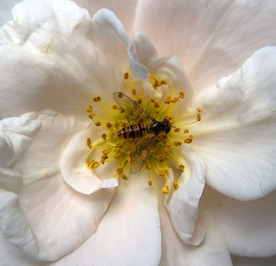 Insect, Hoverfly, Blossom, Bloom, standing fly, schwirrfliege HD wallpaper