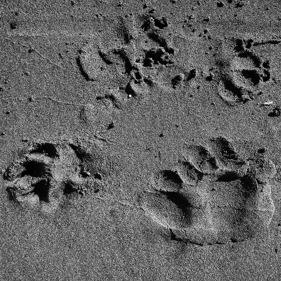 paw, prints, beach, sand, black and white, monochrome, paw prints