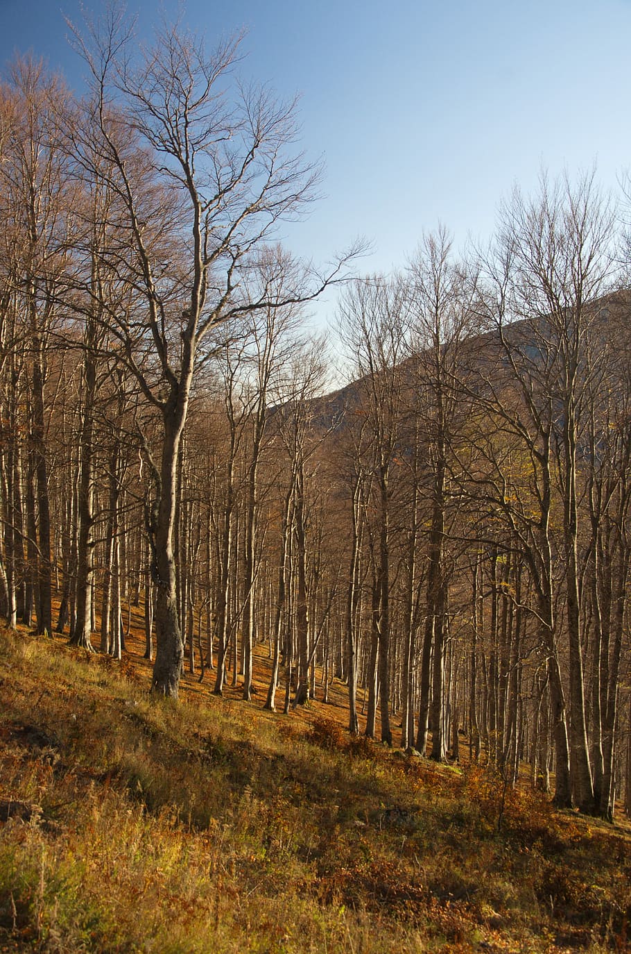 Forest, Mountain, Nature, Landscape, travel, summer, outdoor HD wallpaper