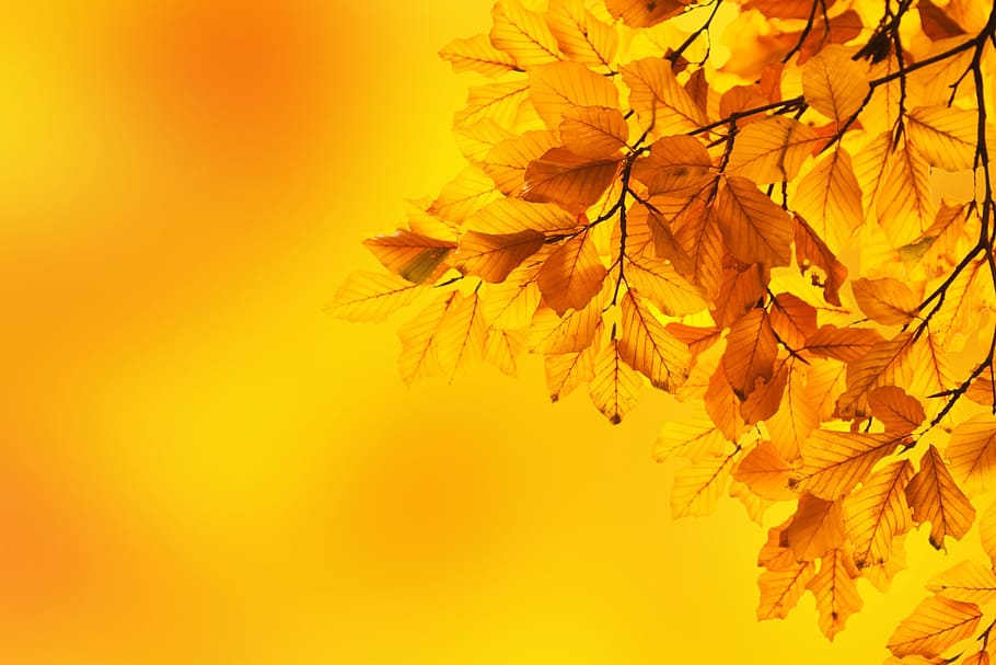 closeup photo of yellow leaves, autumn, beech, branch, background HD wallpaper