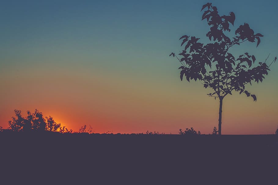 nature, land, grass, plants, trees, sky, clouds, gradient, light HD wallpaper