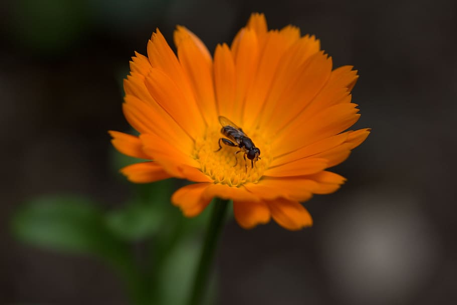 Bee, Flower, Calendula, Orange, Insecta, pollen, garden, petals HD wallpaper