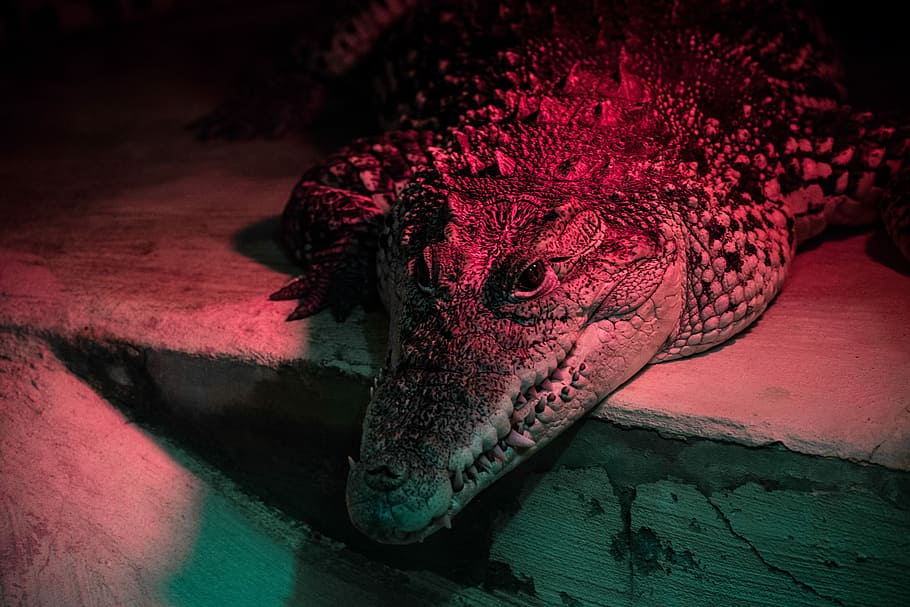 closeup photo of crocodile, gray crocodile leaning on white surface, HD wallpaper