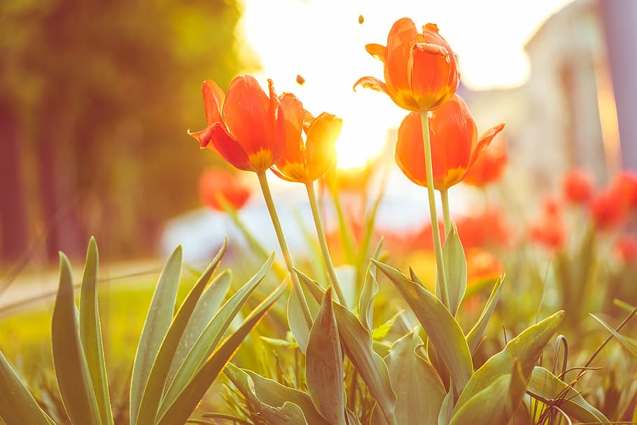 Red Tulips Against Sunset, blooms, flowers, gardens, green, nature, HD wallpaper