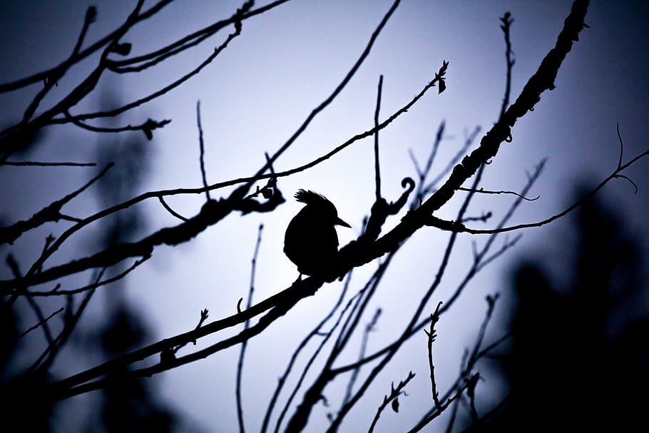 silhouette photography of bird and tree branches, bird resting on tree branch HD wallpaper