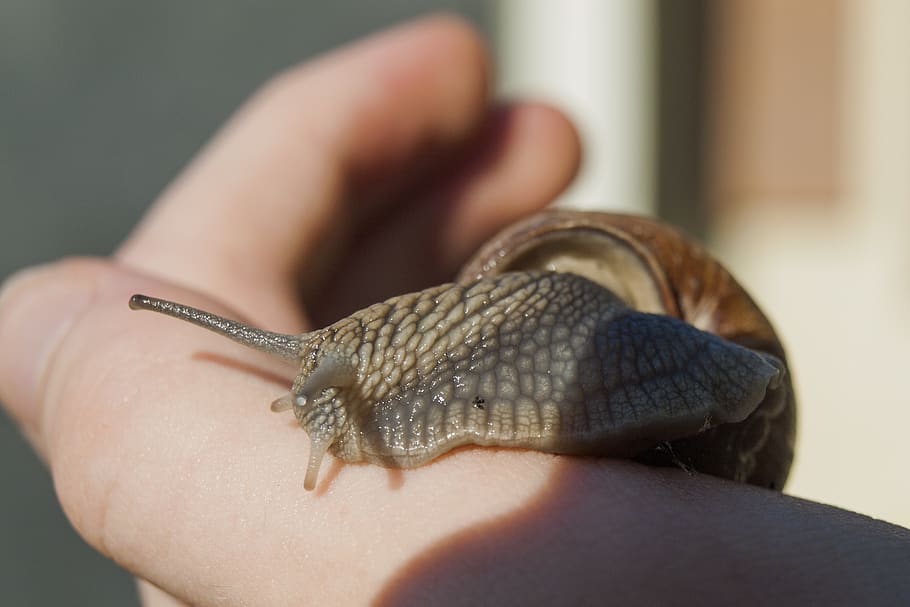 snail, shell, mollusk, nature, hand, spring, crawl, garden HD wallpaper