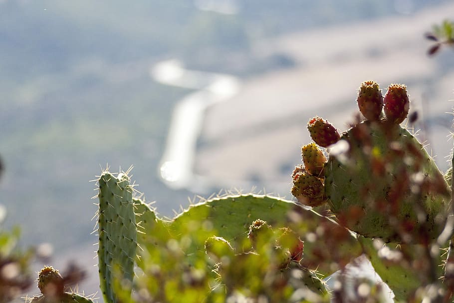 Prickly Pears, Nature, Plants, Landscape, macro, perspective HD wallpaper