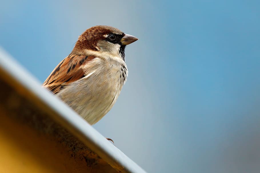 animal, bird, brown, feather, feathers, little, nature, one HD wallpaper