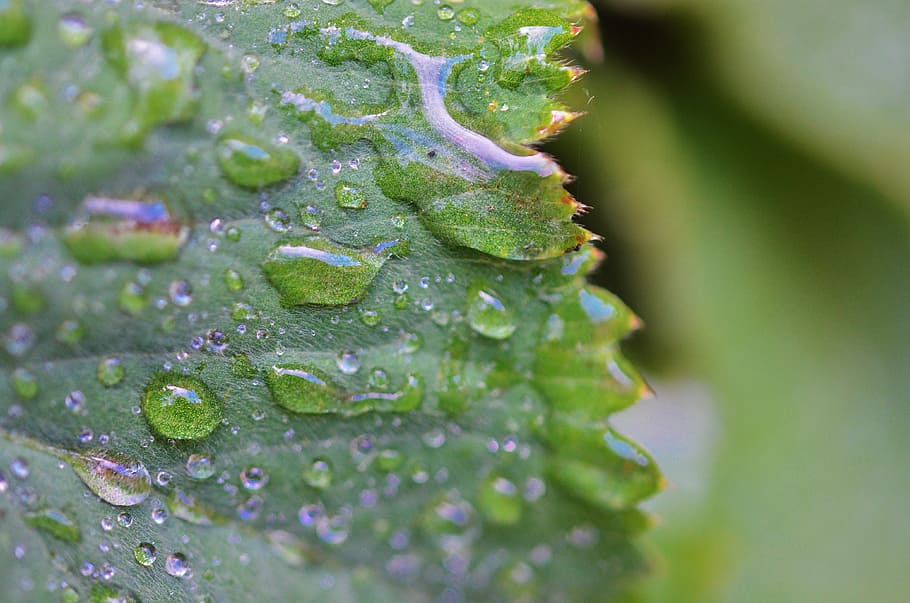 leaf, water, nature, green, drop, plant, summer, natural, rain HD wallpaper