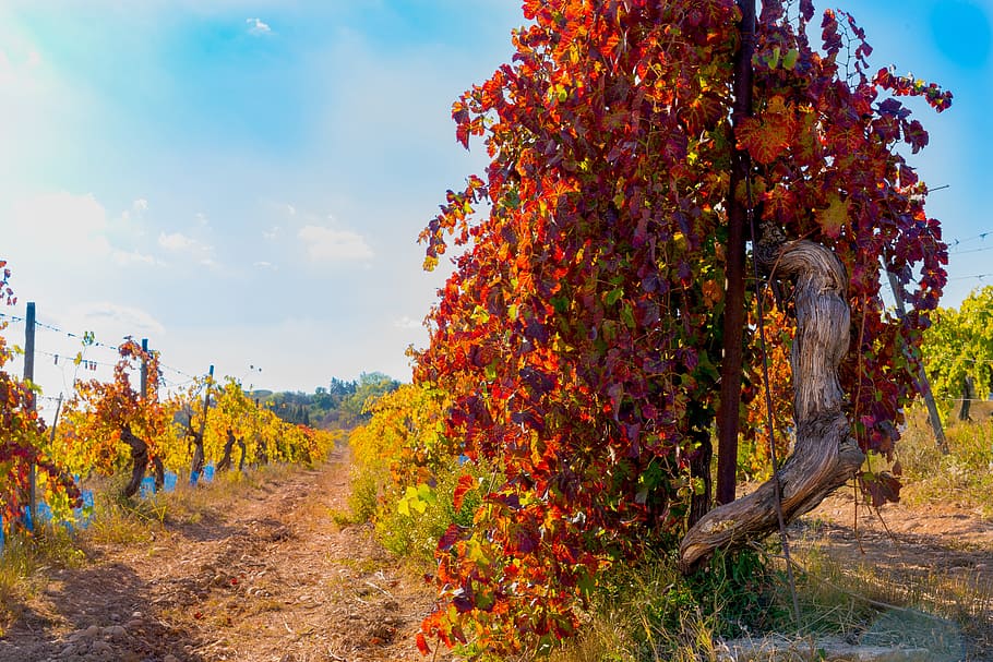 orange and red leafed tree, vines, fall, vineyard, color, beaucaire HD wallpaper