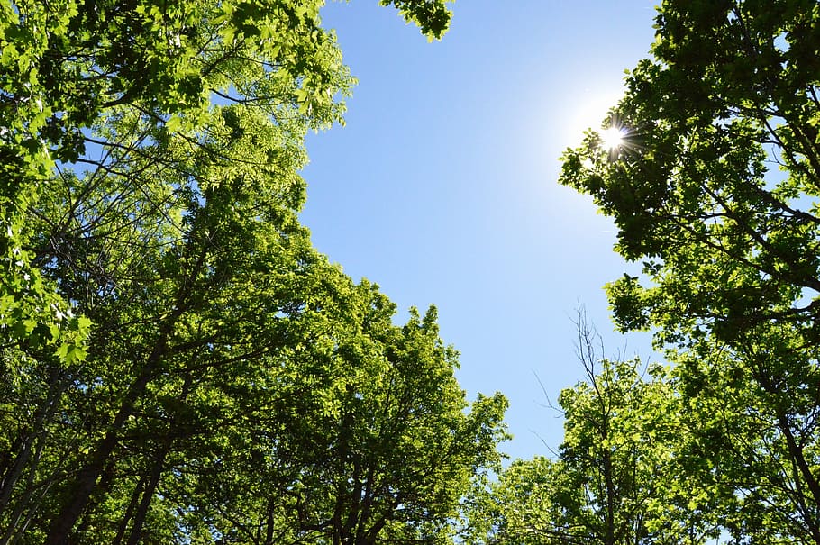 tree, forest, sunlight, solar, sunshine, sweden, blue, green HD wallpaper