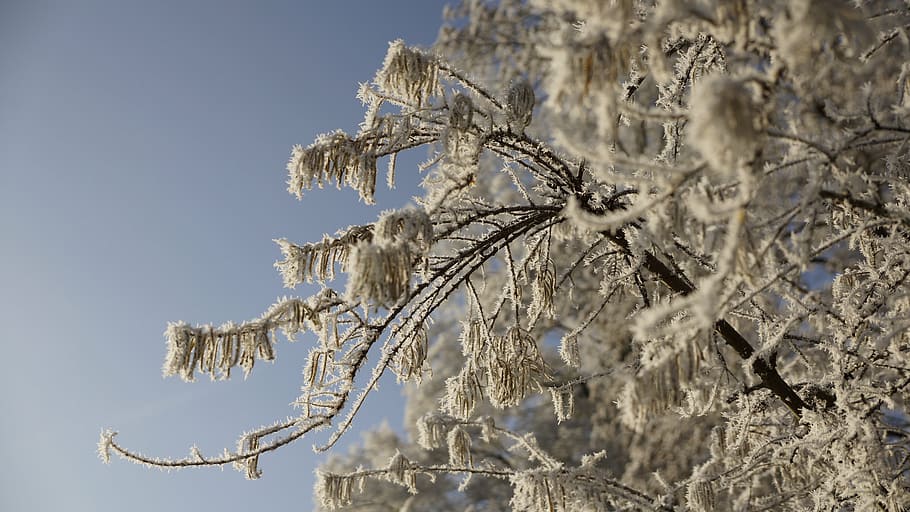 tree, winter, ice, snow, sky, blue, leaf, leaves, white, crystal HD wallpaper
