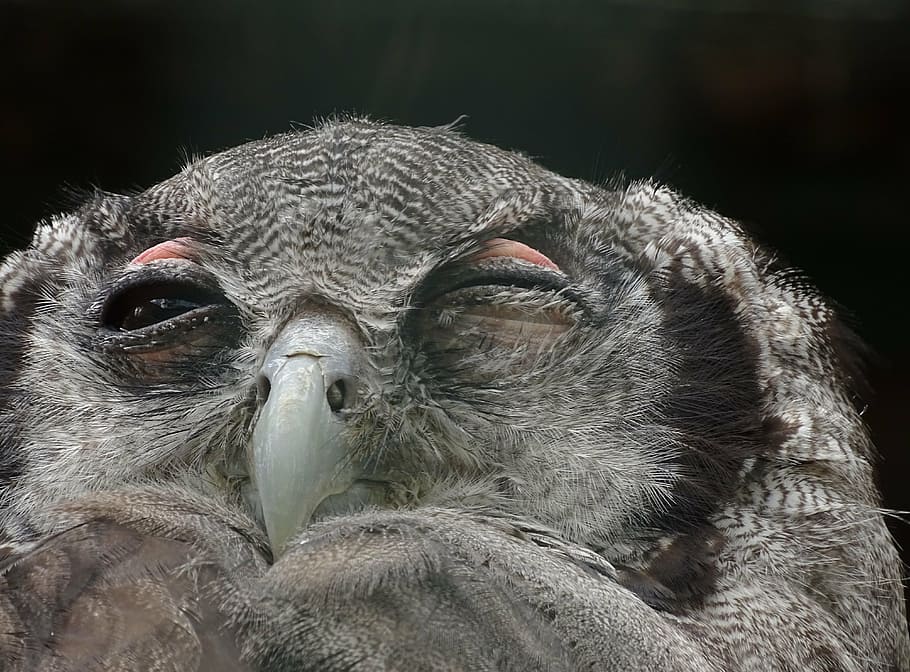 gray bird closeup photography, animals, owl, feather, wisdom HD wallpaper