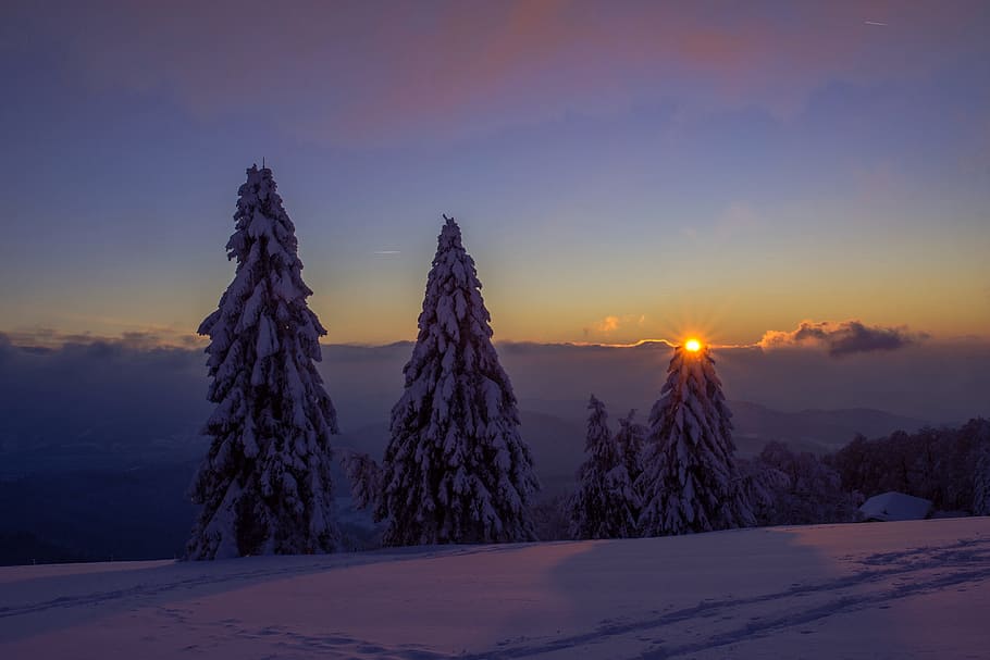 pine trees covered by snow, winter, nature, sunset, advent HD wallpaper