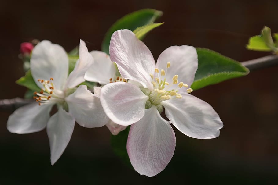 flower, macro, bloom, apple tree, pink, close, spring, petal HD wallpaper