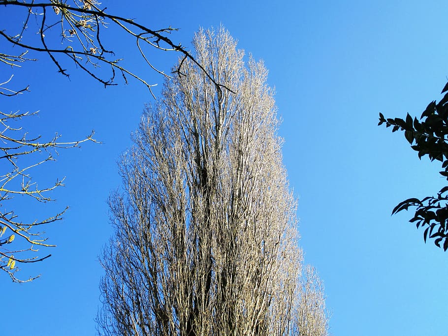 tree, poplar, aesthetic, tribe, powerful, up, sky, sunny, beautiful HD wallpaper