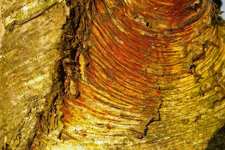bark, tree bark, birch, log, wood, structure, nature, wood picture HD wallpaper