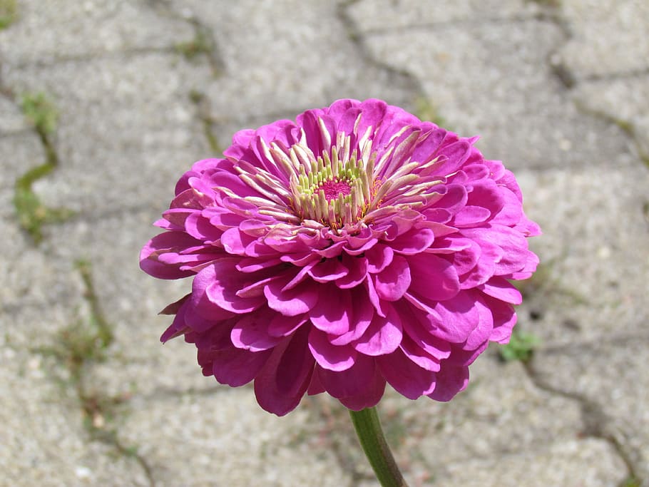 Flower, Garden, Flora, nature, plant, pink Color, summer, petal HD wallpaper