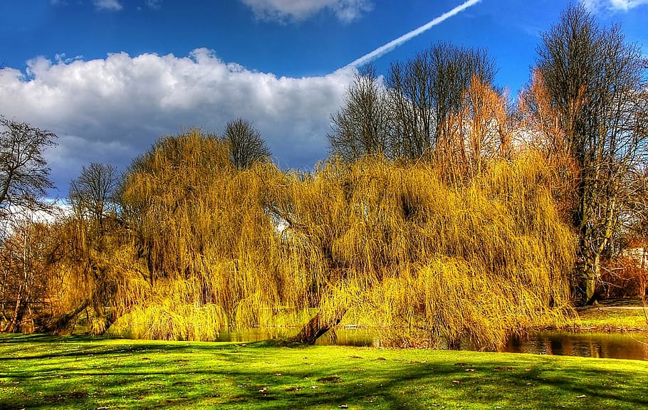 braunschweig, park, forest, germany, nature, landscape, lower saxony HD wallpaper