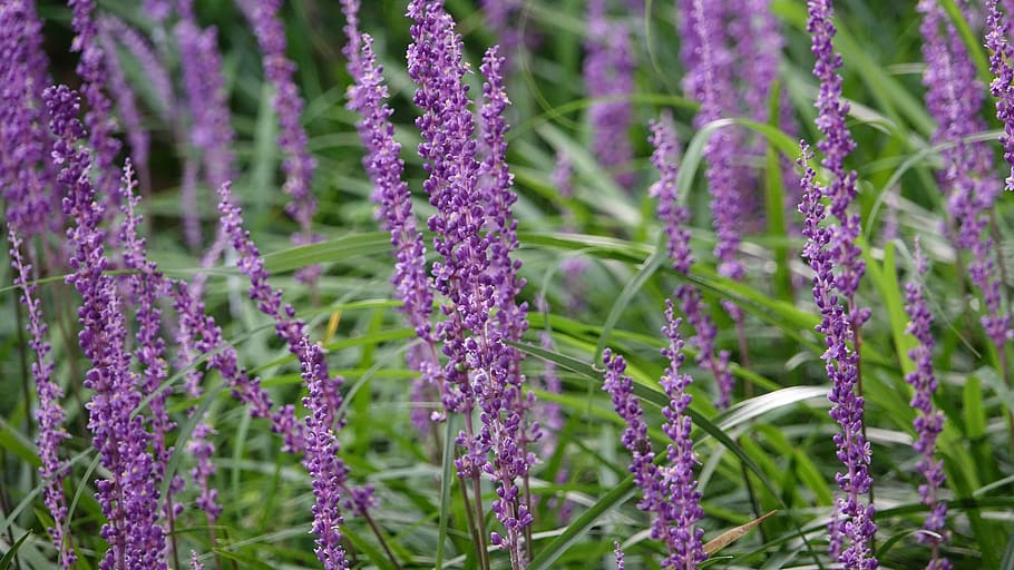nature, flowers, behold, plant, flowering plant, growth, beauty in nature HD wallpaper